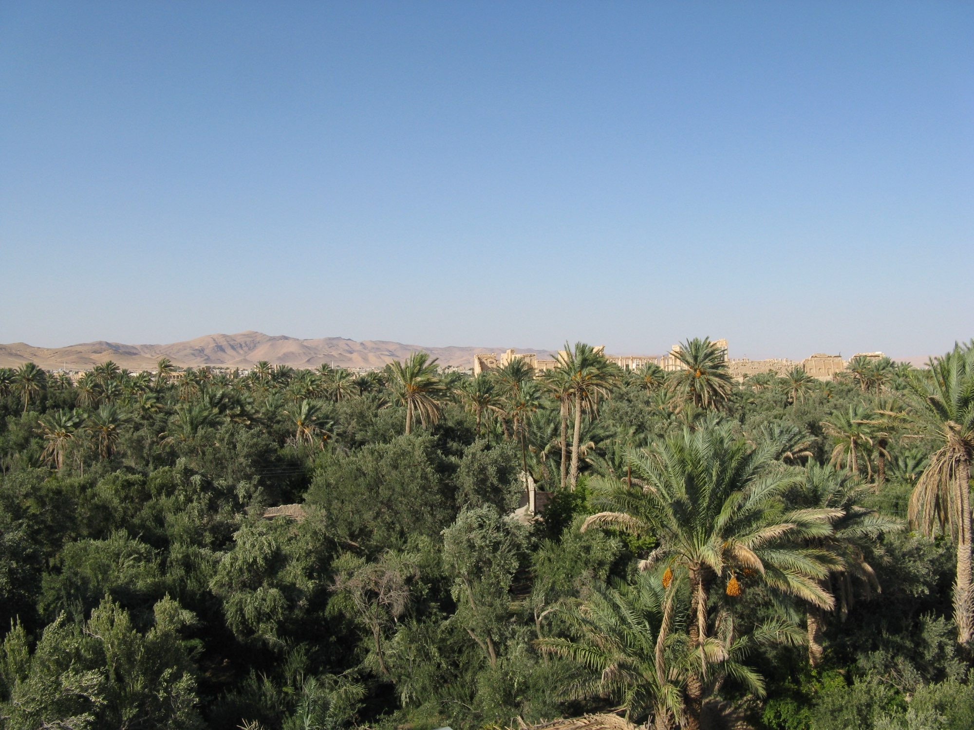 Palmelunden i Palmyra, tæt og grøn, med bjerge bag byen.